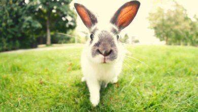 MillionenUS Dollargestohlen,alsBUNNY TokeninSekundenzu%abgestürztist