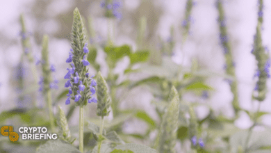 ChiaerreichteineBewertungvonMillionenUS DollarundplanteinenBörsengang