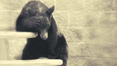 DieschlechtesteBitcoin KorrekturwährenddiesesBullenlaufs