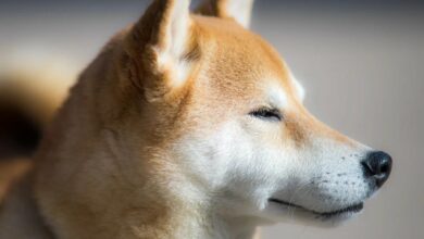 Dogecoin ist bei Amerikanern beliebter als Ethereum