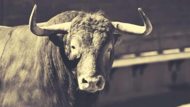 Kryptowährungsmarktjetztwiderstandsfähigerals/:JPMAnalyst