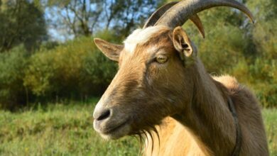 AQUAGOATsteigtum%:Hierkaufen