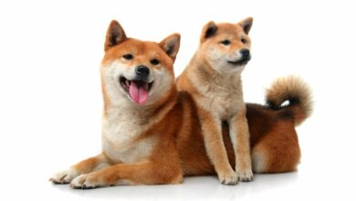 Baby Doge Coin: was es ist und wo man es kaufen kann