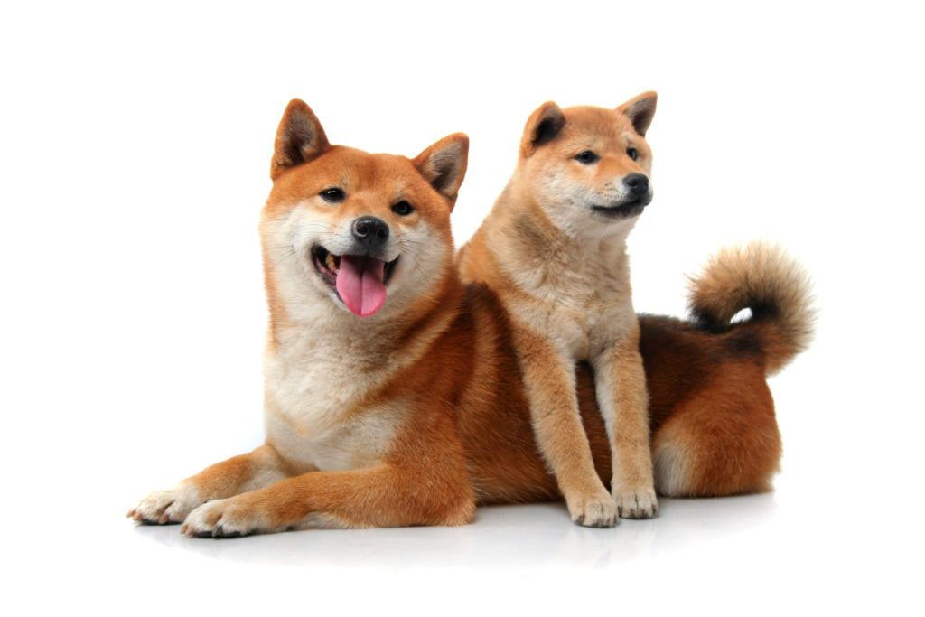 Baby Doge Coin: was es ist und wo man es kaufen kann