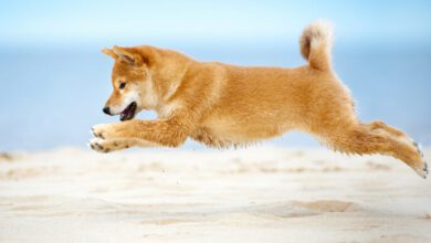 DOGEsteigtnachCoinbasePro Auflistung