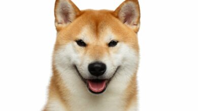 Die besten Plattformen, um Sanshu Inu Coins online zu kaufen: der nächste Dogecoin?