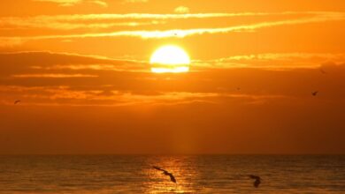 EverRiseistdieheißesteKryptovonheute:HierkönnenSieRISE Coinskaufen