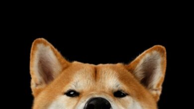 IstdieShibaInuMeme MünzeIhreInvestitionwert?