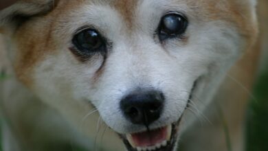 ShibaInusteigtum%nachCoinbase Listung,währendChilizsteigt