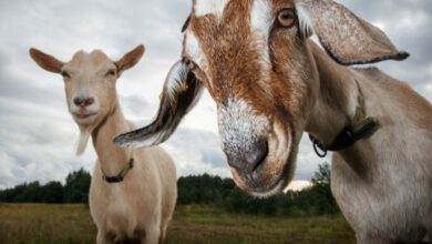 WokannmanAquaGoatkaufen,daderPreisum%steigt