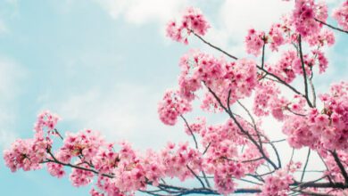 WokannmanBlossomCoinkaufen,wennderPreisum%steigt