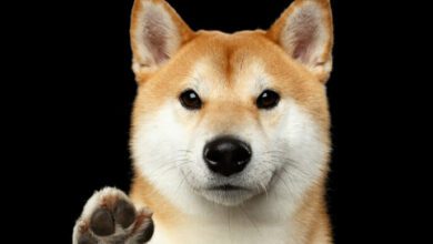 WokannmanShibaCashkaufen:DieneueHunde Meme Münze?