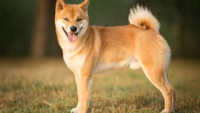 eToronotierteShibaInu(SHIB),währendShibaSwapTVLinzweiWochenumfast%sinkt