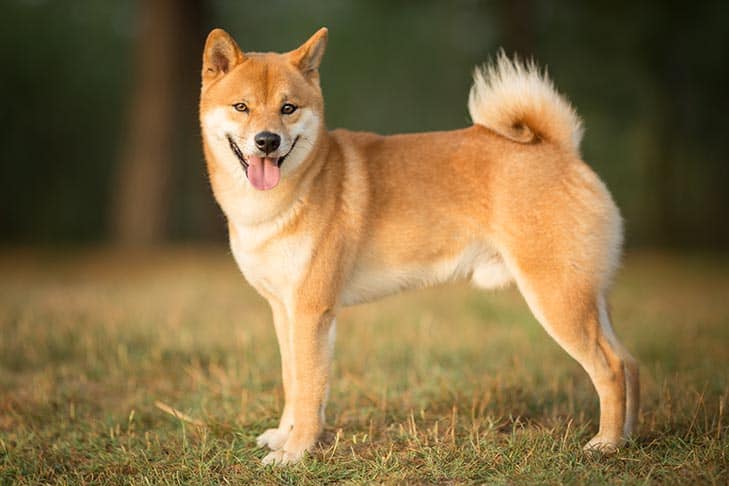 eToronotierteShibaInu(SHIB),währendShibaSwapTVLinzweiWochenumfast%sinkt