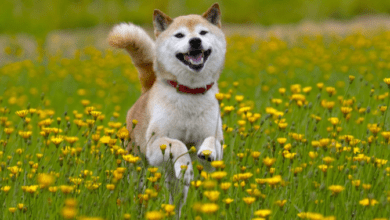 Watford FC und Dionne Warwick treten der Dogenarmee bei