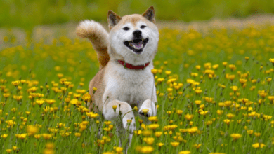 Shiba Inu Preis in einer Woche um 200% gestiegen