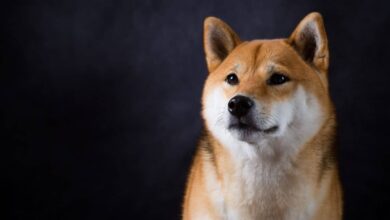 Shiba Inu (SHIB) ist der fünfthäufigste Smart Contract auf Ethereum
