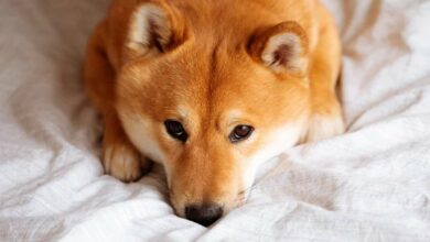 Shiba Inu (SHIB) erreicht ein 2-Monats-Tief, während sich der Hype auflöst