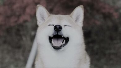 Shiba Inu Whale fügt SHIB in 24 Stunden im Wert von 136 Millionen US-Dollar hinzu