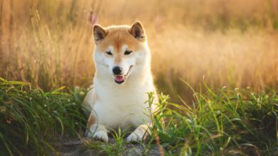 Shiba Inu will Immobilien in seiner Metaverse zum Verkauf anbieten