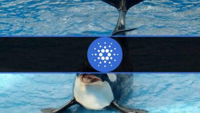 Cardano Wale kauften 200 Millionen mehr ADA in 5 Wochen