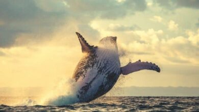 Solend Whale verschiebt 25 Millionen US-Dollar auf eine andere Plattform, obwohl die Pläne zur Beschlagnahme ihrer Brieftasche aufgegeben wurden