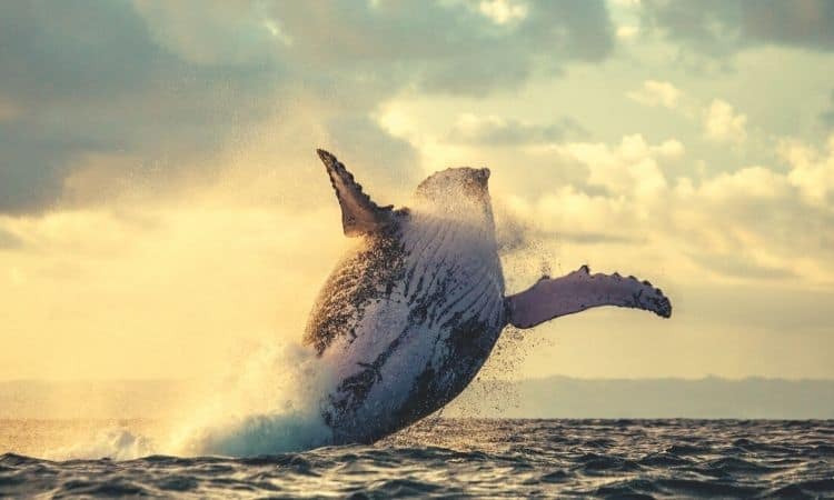 Solend Whale verschiebt 25 Millionen US-Dollar auf eine andere Plattform, obwohl die Pläne zur Beschlagnahme ihrer Brieftasche aufgegeben wurden