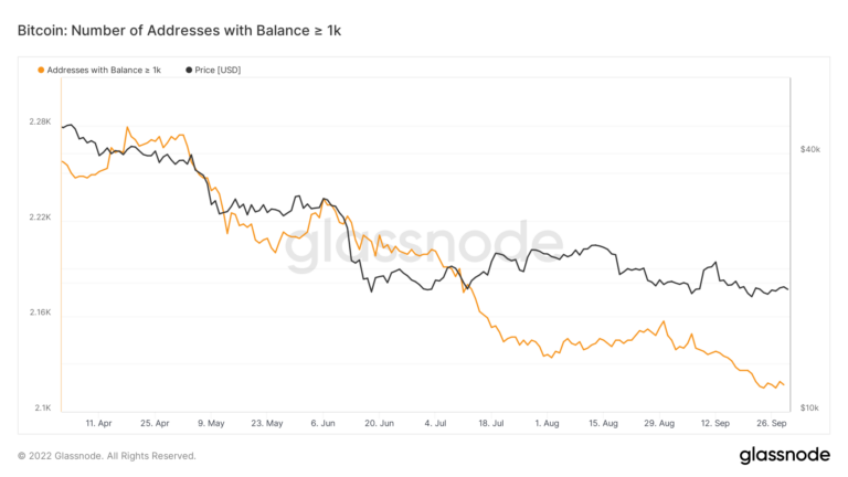 Die Anzahl der Bitcoin-Adressen mit mehr als 1.000 BTC