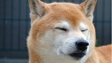 Shiba Inu