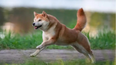 Shiba Inu
