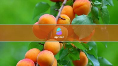 Leute kaufen den falschen APT-Token vor der Notierung von Aptos, Apricot Finance steigt um 70 %
