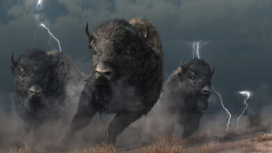bitcoin bulls