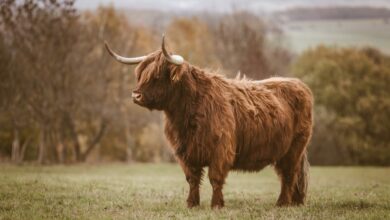 Bitcoin-Bullish-Signal: Das Angebot erreicht ein Allzeithoch bei HODLing