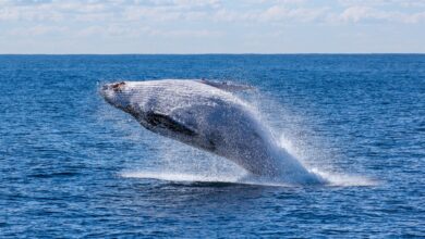 Bitcoin Whale
