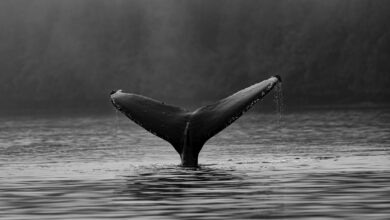 Bitcoin rutscht unter 16.000 $, da ältere Wale Anzeichen von Dumping zeigen