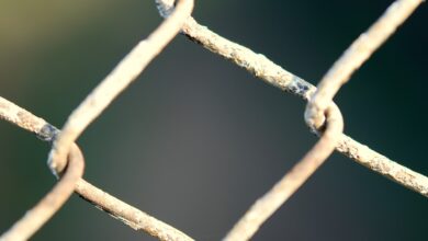 Chainlink Price Skyrockets Amid High Whale Activity