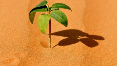 Crypto überlebte MtGox und es wird FTX überleben: Chainalysis