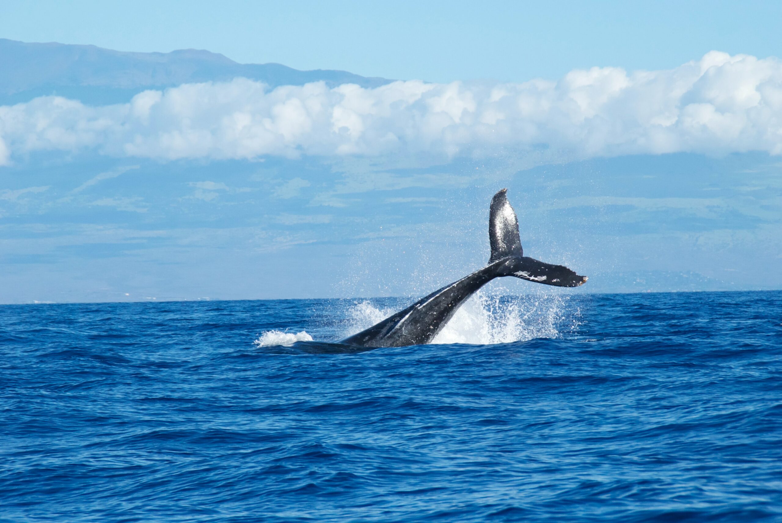 Ethereum Bullisches Signal: Wale fügen ihren Beständen 1 Milliarde Dollar mehr hinzu