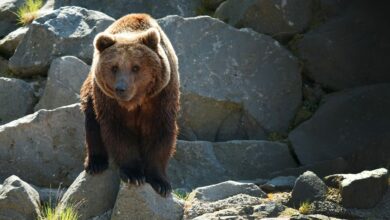 Bitcoin Bear