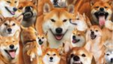 Shiba Inu