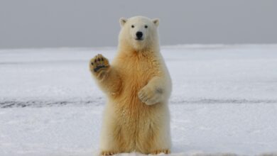 Bitcoin Bear