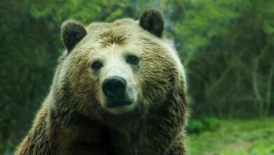 Bitcoin Bear
