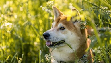 SHIB Price Trends Sideways, Will It Surge Anytime Soon?