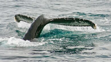 Litecoin Whale