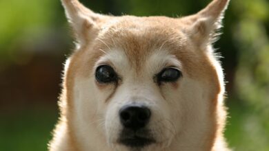 SHIB Price Continues To Decline, But Why?