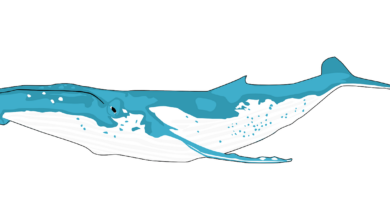 MATIC Whales Push Coin Value With Massive Moves