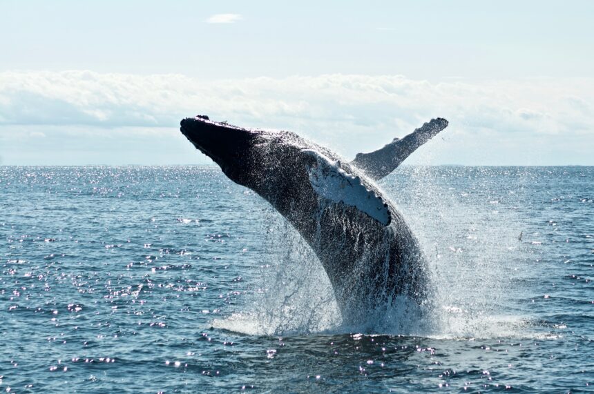 Bullisches Bitcoin-Signal: Wale gehen auf $1,4B-Kaufrausch
