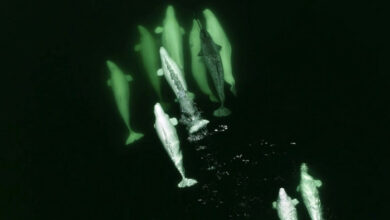 Die klimaanfällige Winterfütterung von Narwalen ist überlebenswichtig: Studie