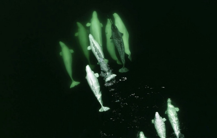 Die klimaanfällige Winterfütterung von Narwalen ist überlebenswichtig: Studie