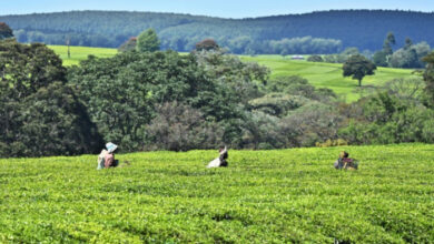Kenia leitet Ermittlungen zu Vorwürfen wegen sexuellen Missbrauchs bei britischen Teefirmen ein